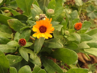 Yellow flowers close up