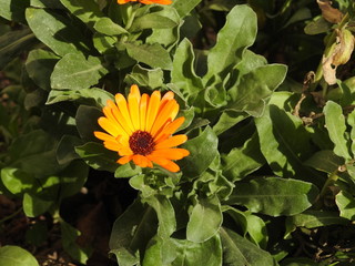 Yellow flowers close up