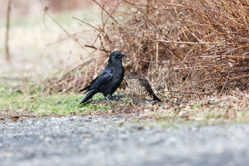 A Merlin caught a European Starling