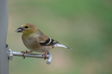 bird on a feeder