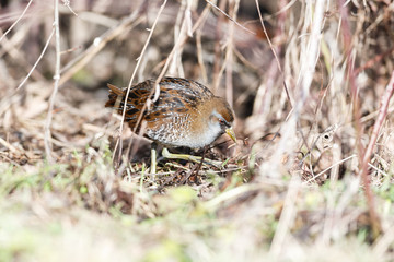 the waterbird sora