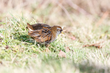 the waterbird sora