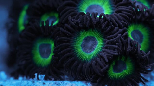 Zoanthid Coral Polyp Macro Timelapse HD