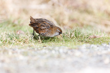 the waterbird sora