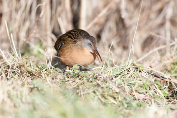 The Virginia Rail