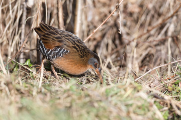The Virginia Rail