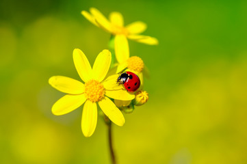 Beautiful ladybug on leaf defocused background