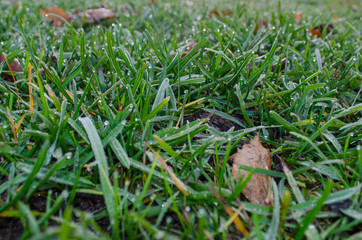 Dew on the green grass. Abstract backgroundClose up shot with selective focus
