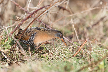 The Virginia Rail