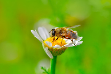 Beautiful  Bee macro in green nature - Stock Image