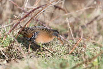 The Virginia Rail