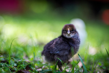 Fototapeta premium chicks