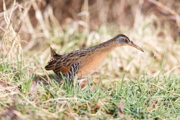 The Virginia Rail