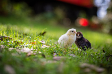 chicks