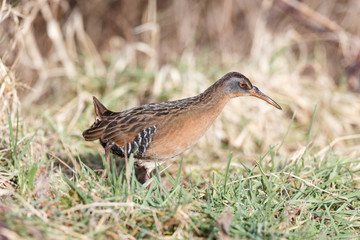 The Virginia Rail