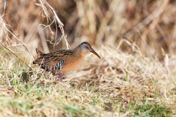 The Virginia Rail