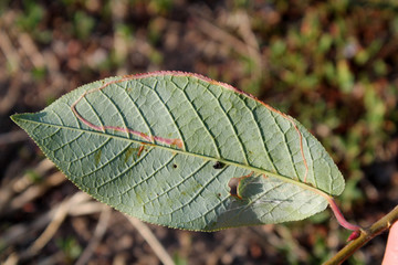 Mine of Lyonetia clerkella (Apple leaf-miner) on green leaf of bird cherry or hackberry (Prunus...