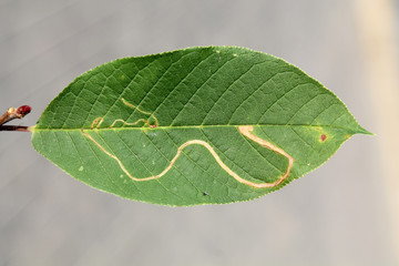 Mine of Lyonetia clerkella (Apple leaf-miner) on green leaf of bird cherry or hackberry (Prunus padus)
