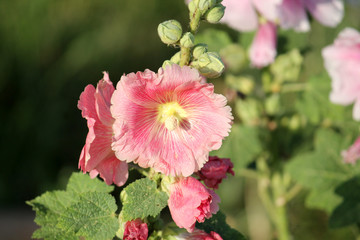 Pink flower of common hollyhock (Alcea rosea) in garden