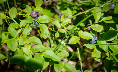 Blueberry in the wild nature