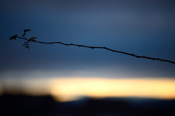 branches without leaves at sunset in winter in the mountains surrounding the city of Vitoria-Gasteiz (Alava) Basque Country, Spain
