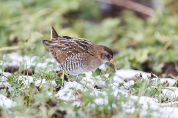 the waterbird sora