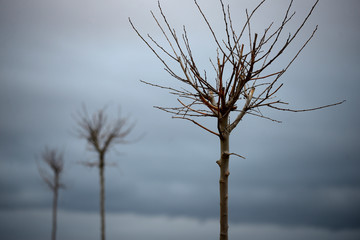 Cold day of a winter day. Fruit tree planted in the middle of recently plowed fields in the province of Alava (Basque Country) SPAIN.
