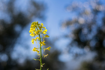 Plantas y flores en la naturaleza mediterranea