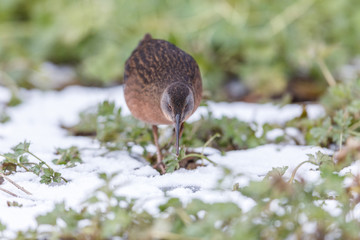 The Virginia Rail