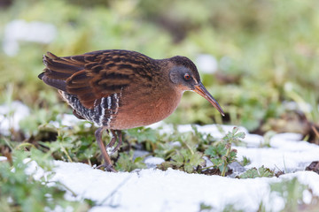 The Virginia Rail