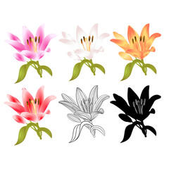 Stem Lily flower red yellow white pink outline and silhouette Lilium candidum, on a white background  vintage vector illustration editable Hand draw