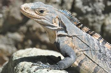Iguana in Manuel Antonio NP Costa Rica