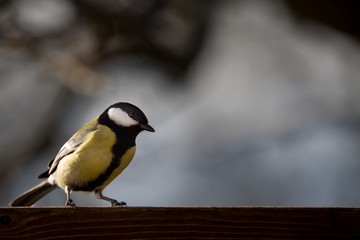 Obraz premium Titmouse