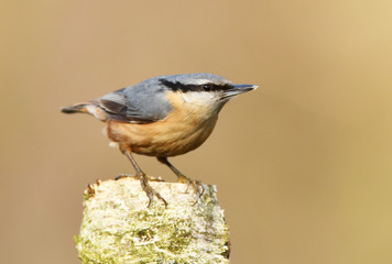 Nuthatch (Sitta europaea)
