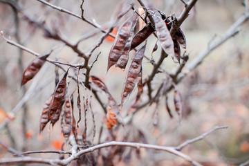 Colored autumn leaves in the park