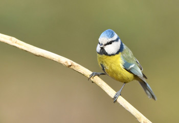 Blue tit (Cyanistes caeruleus)
