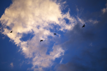 clouds in the sky