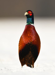 Ringneck Pheasant (Phasianus colchicus)
