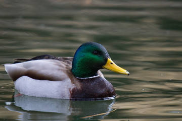 Mallard swimming in local pond