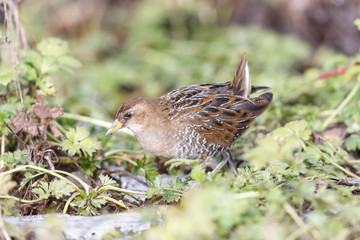 the waterbird sora