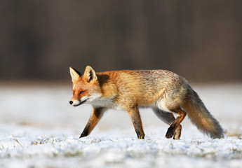 Fox (Vulpes vulpes)