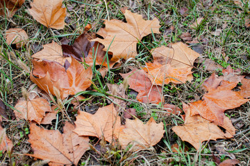 Colored autumn leaves in the park