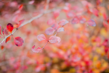 Colored autumn leaves in the park