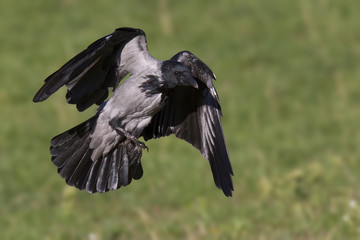 A hooded crow (Corvus cornix) in flight in the city park of Berlin. In the daytime with in the background trees and gras.