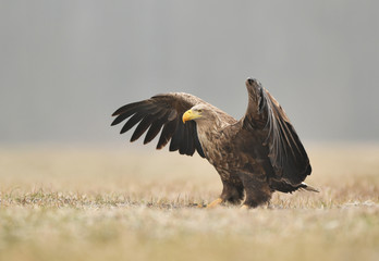 White tailed eagle (Haliaeetus albicilla)