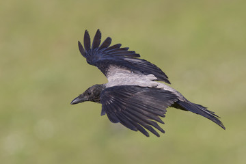 A hooded crow (Corvus cornix) in flight in the city park of Berlin. In the daytime with in the background trees and gras.