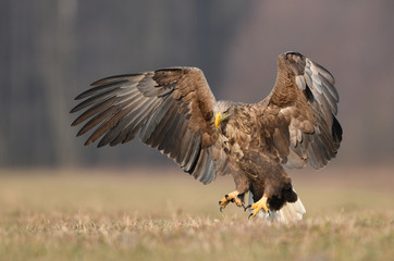 White tailed eagle (Haliaeetus albicilla)