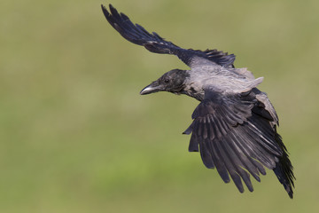 A hooded crow (Corvus cornix) in flight in the city park of Berlin. In the daytime with in the background trees and gras.