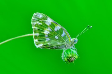 Closeup   beautiful butterfly sitting on flower