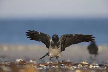 A hooded crow (corvus corax) foraging on the beach of Heligoland. Perched on the branches of the beach in the morning sun.